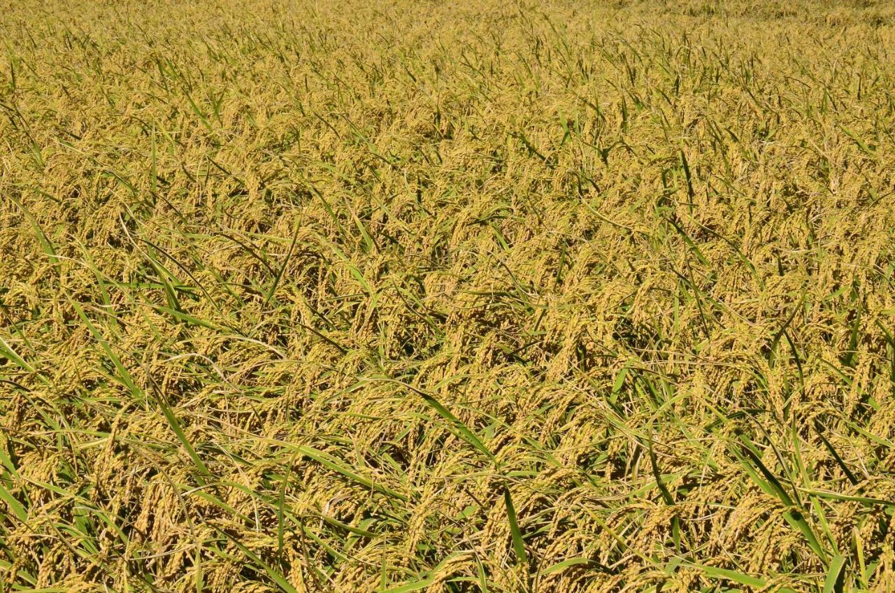 八畝田 Bamutian Farmland 8 Mu Διαμέρισμα Yuli Εξωτερικό φωτογραφία
